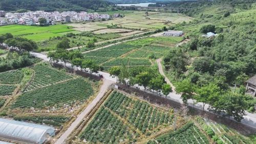 大力發展特色農業 武寧縣為鄉村振興持續注入強勁動能