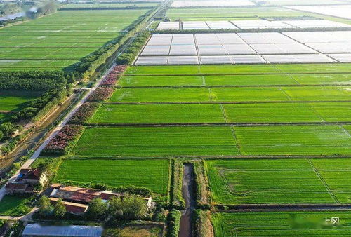 三港村 綠樹繁花映照下的現代農業新畫卷